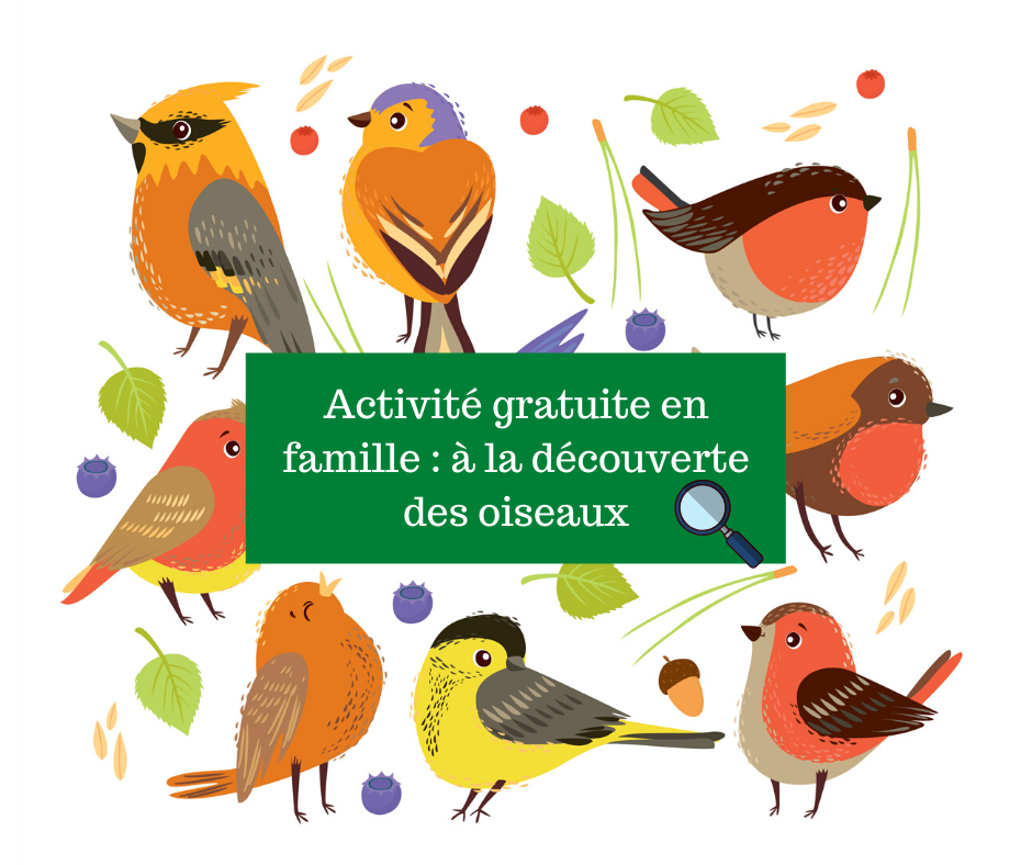 Activite Gratuite En Famille A La Decouverte Des Oiseaux