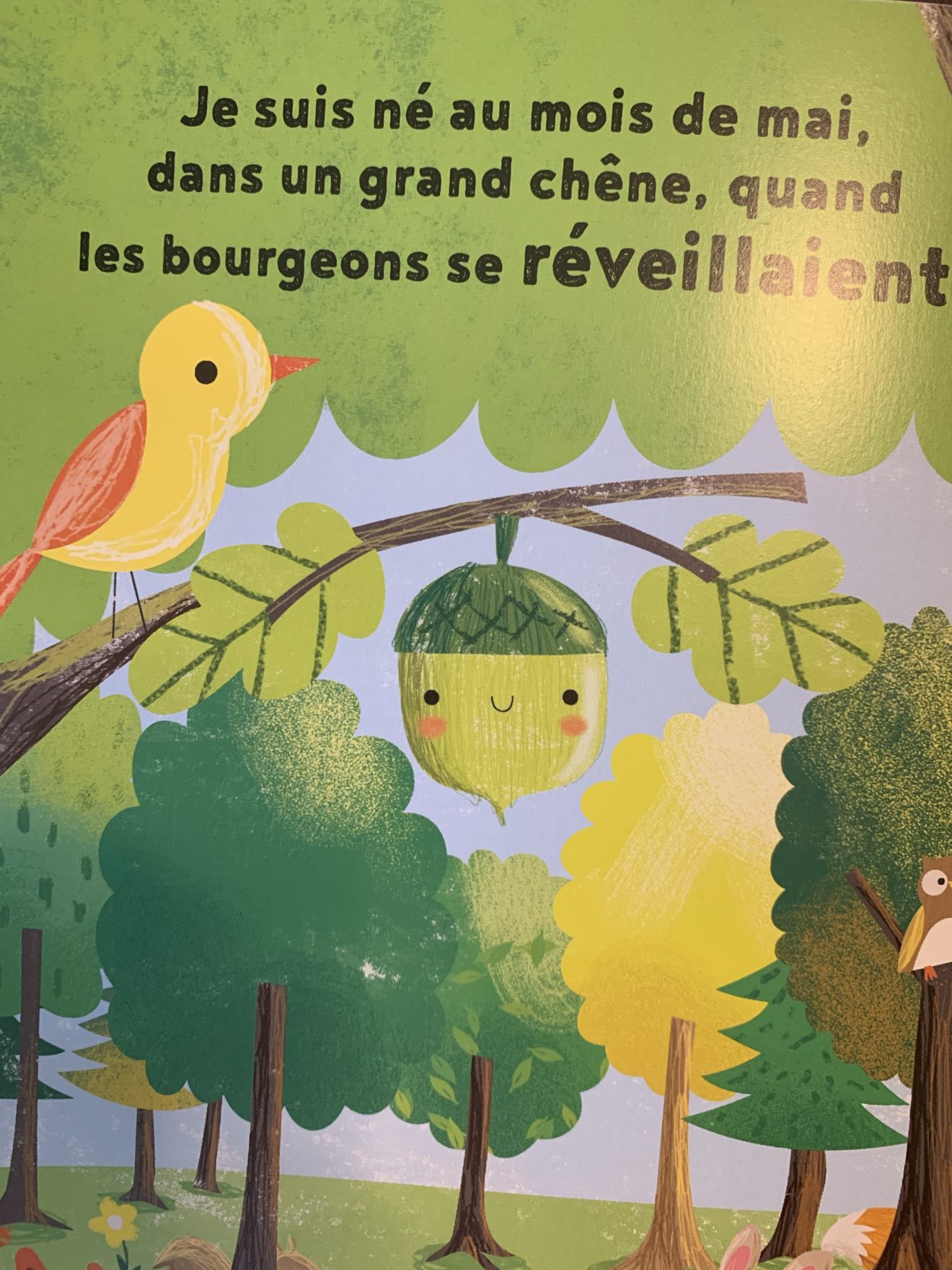 Le Petit Gland Un Livre Pour D Couvrir Le Cycle De Vie D Un Ch Ne Papa Positive